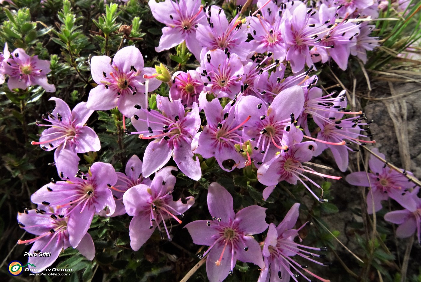 01 Rododendro cistino (Rhodothamnus chamaecistus) estese fioriture in Alben .JPG